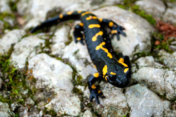 Salamander Portrait in the Woods, Slovenia