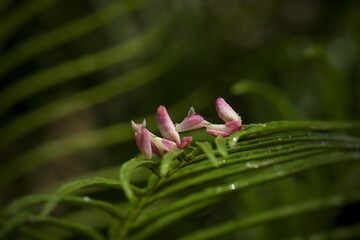 A dwelling house with a white flower or a shrubby tree can realistically hide from guilt, be motionless waiting to be lost or a lawyer is a hunter.