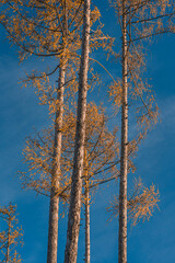 Autumn orange coniferous trees and sky