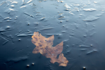 Frozen oak leaf in water. cold, weather and seasonal change