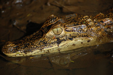 Spectacled Caiman in Tortuguero National Park, Costa Rice