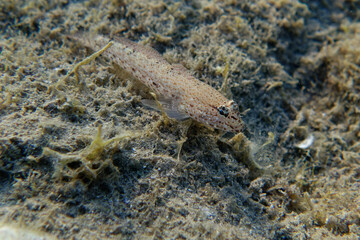 Striped Goby (Gobius incognitus) in Mediterranean Sea