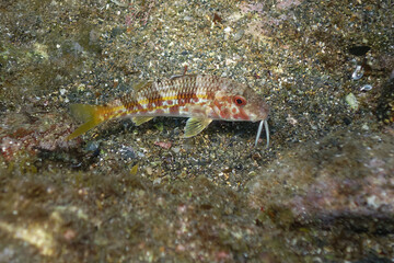 Striped red mullet (Mullus surmuletus) in Mediterranean Sea
