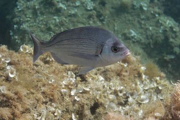 Black seabream (Spondyliosoma cantharus) in Mediterranean Sea - obrazy, fototapety, plakaty