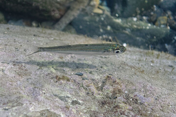 Sand smelt (Atherina sp.) in Mediterranean Sea