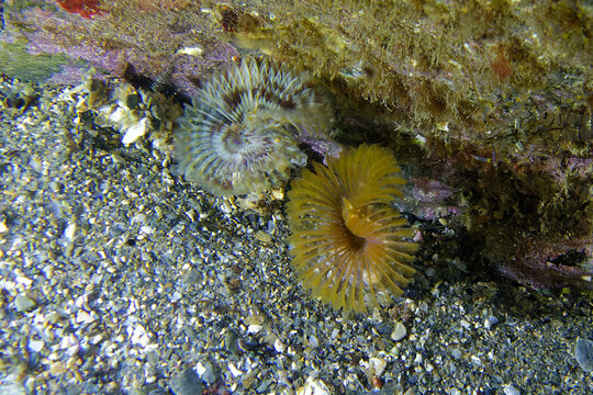 Two Fan worms (Megalomma vesiculosum) in Mediterranean Sea