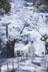 京都の春　金戒光明寺の桜　着物ポートレート　日本人女性