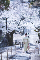 京都の春　金戒光明寺の桜　着物ポートレート　日本人女性