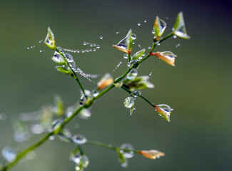 Macro drops