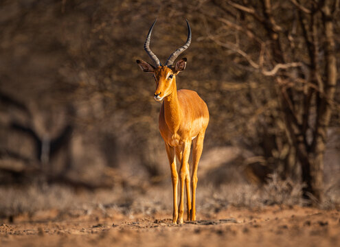Impala (Aepyceros melampus) in front-view