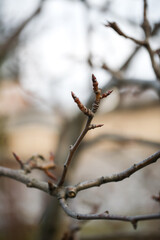 branches of fruit trees in spring, fresh branches and buds after tree grafting