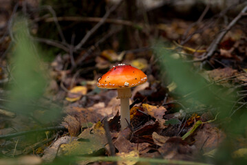 Poisonous mushroom fly agaric in the forest