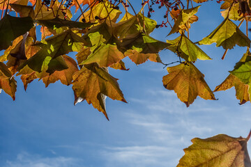 autumn leaves against blue sky