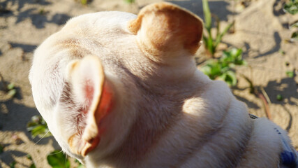 フレンチブルドッグの耳と頭