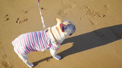 Deurstickers Franse bulldog フレンチブルドッグと海岸を散歩