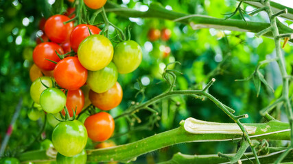 ハウスで栽培されているミニトマト