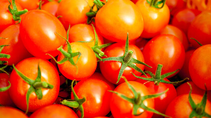 ハウスで栽培されているミニトマト