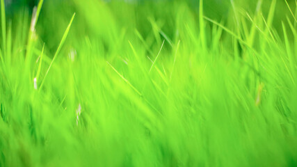 Obraz premium green grass background, texture, soft focus