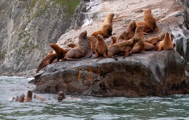 Rookery Steller sea lions. Island in Pacific Ocean near Kamchatka Peninsula.