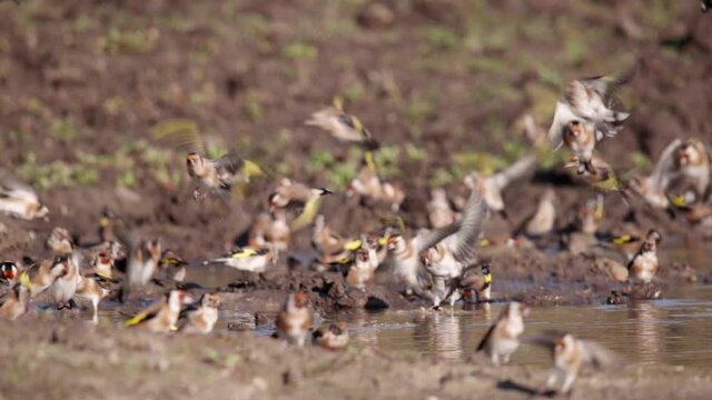 Vogelschwarm fliegt zum Wasserloch (Stieglitze, Diestelfinken, Gr&uuml;nfinken)