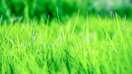 green grass background, texture, soft focus