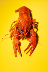 lobster on a yellow wooden background