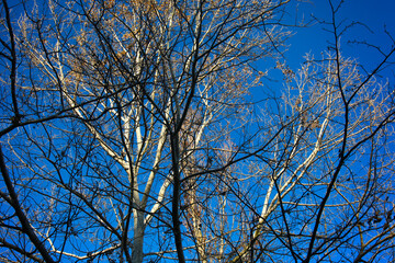 Alberi spogli in inverno; i platani del parco si stagliano su un cielo blu intenso e terso