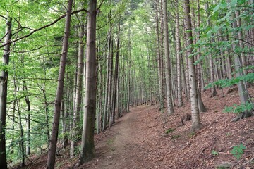 Obraz premium Summer in the Gorce, forest on the hillside