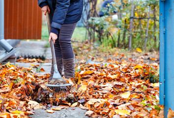 The mistress of the house rakes the fallen yellow leaves with a metal rake in the autumn garden.