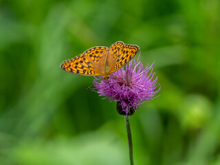 アザミで吸蜜するウラギンヒョウモン