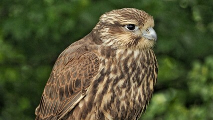Saker falcon (Falco cherrug) looking for the prey