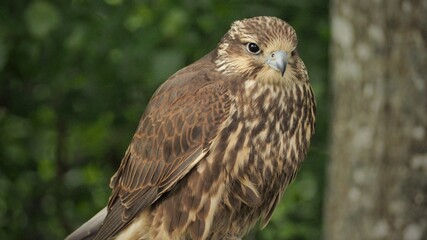 Saker falcon (Falco cherrug) looking for the prey