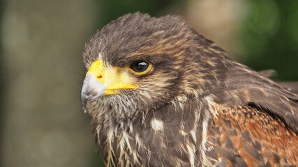 Portrait of Hawk harris (Parabuteo) observes the surroundings
