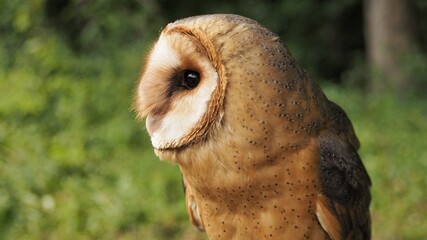 Barn owl (Tyto alba) sits quietly and calmy.
