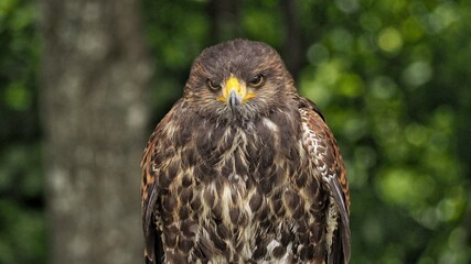 Hawk harris (Parabuteo) looking at the prey