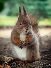 Grey fluffy squirrel gnaws a nut in the fall