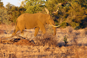 Fototapeta na wymiar The African bush elephant (Loxodonta africana) big bull on the South African plains at sunset. A large male lit by the evening light in orange.