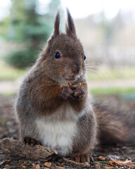 Grey fluffy squirrel gnaws a nut in the fall