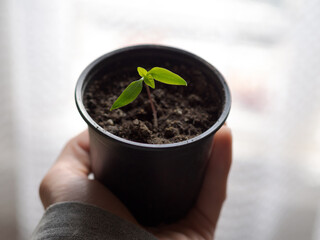 A pot of plant on hands