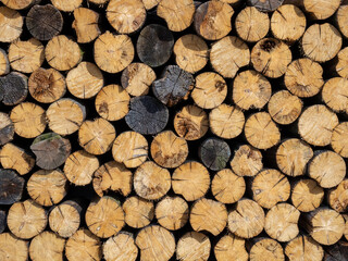 pile stacked natural sawn wooden logs background, top view