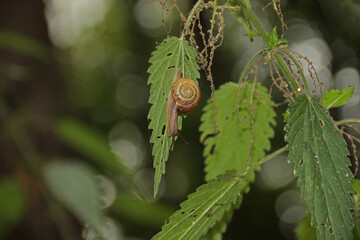 kleine Schnecke