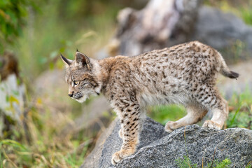 Lynx in green forest with tree trunk. Wildlife scene from nature. Playing Eurasian lynx, animal behaviour in habitat. Wild cat from Germany. Wild Bobcat between the trees