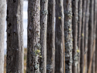 Old fence made of wooden planks, in the style of rustic, grunge, old fashion, worn gray-green color with nails