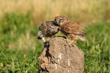 The little owl (Athene noctua) chicken feed on a stone in Hungarian puszta. Two little owls with food and with a green background.