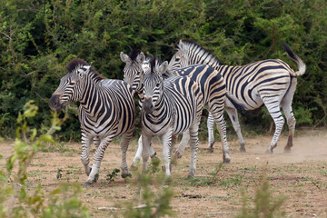 Fototapeta na wymiar The plains zebra (Equus quagga, formerly Equus burchellii), also known as the common zebra, herd of zebras on the move. Zebras herd in thorny bush. A typical smaller herd of zebras between bushes.