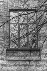 Brick building in b / w. High walls. Bare branches. University architecture. Gloomy brick house. Branches of a tree by a large window. Black dense branches in front of the window. Brick facade.