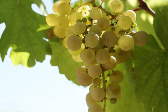 Ripe natural white grapes in autumn