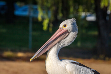 Australian pelican on a swimming pontoon in a lake
