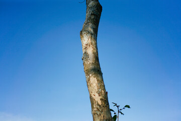 Fototapeta premium tree trunk with sky