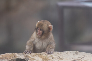 Fototapeta premium 可愛いサルの赤ちゃん